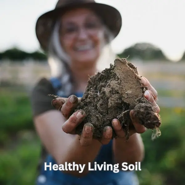 healthy living soil image