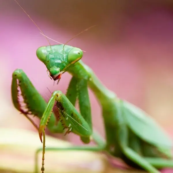 praying mantis garden predator image