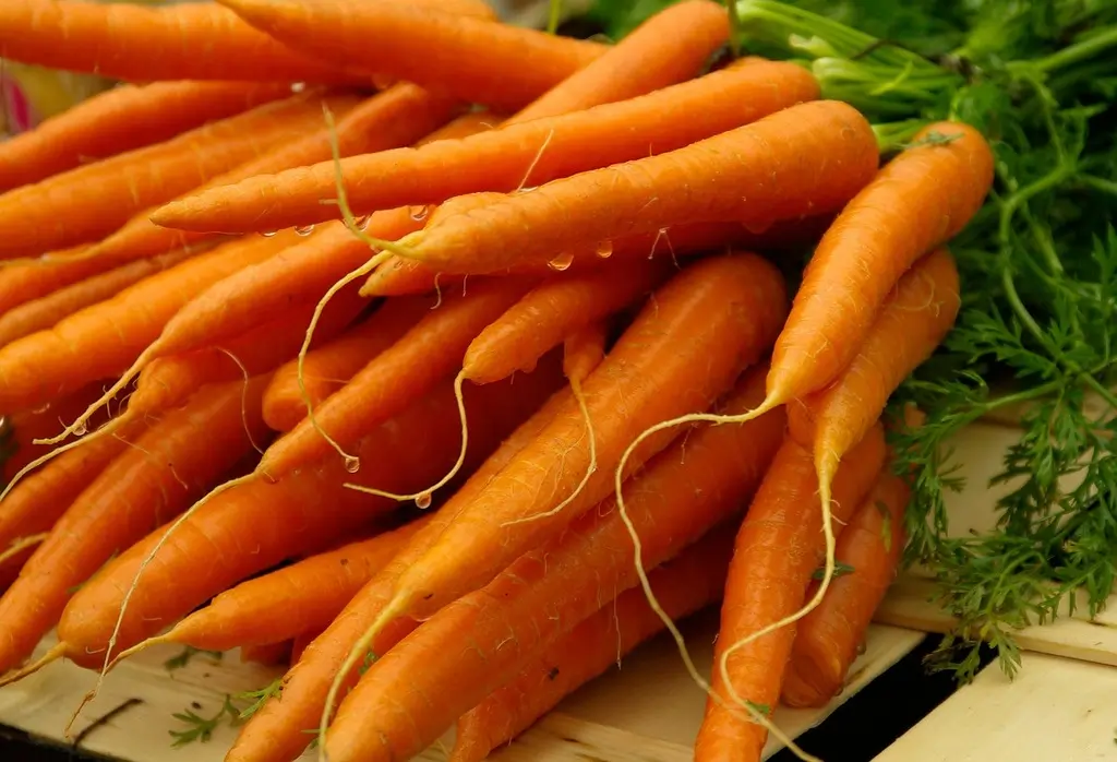 carrot growing tips image